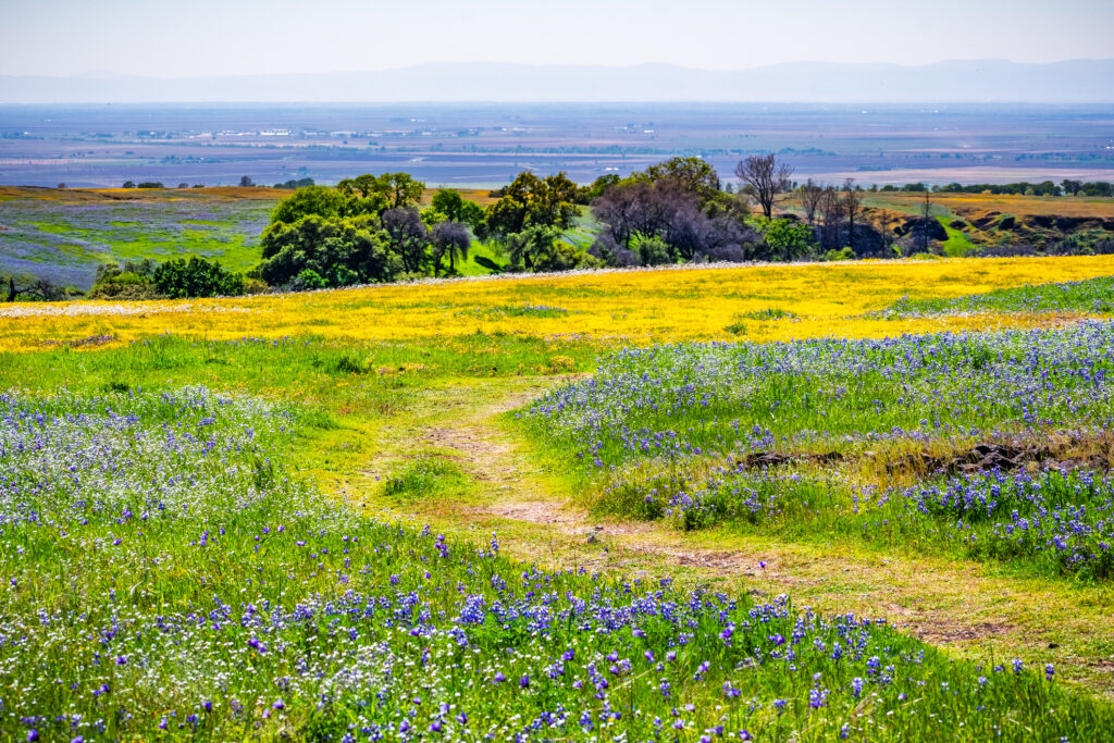 Walking trail through fields covered in wildflowers, North Table Ecological Reserve, Oroville, California,